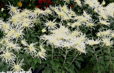 �y���׌þջ���(ji��)�_(k��i)Ļ500Ʒ�Nչ¶����