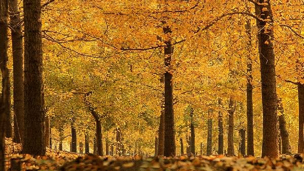 ���\�C����ӭ�����¡�������ʲô�ɫ����