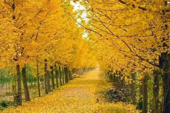 ���\�C����ӭ�����¡�������ʲô�ɫ����