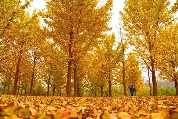 ���\�C����ӭ�����¡�������ʲô�ɫ����