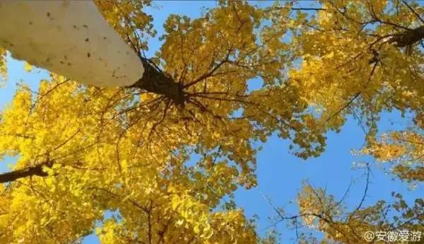 ���\�C����ӭ�����¡�������ʲô�ɫ�ģ�