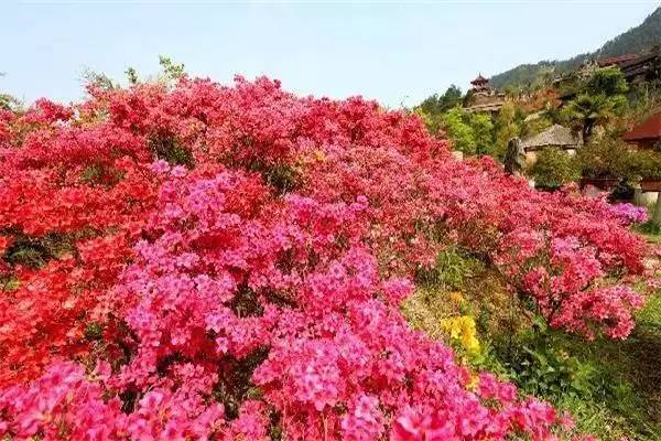 ���\�C����ӭ�����¡�������ʲô�ɫ����