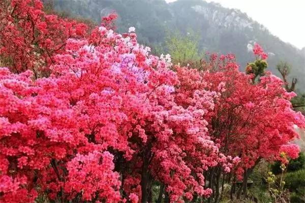 ���\�C����ӭ�����¡�������ʲô�ɫ�ģ�