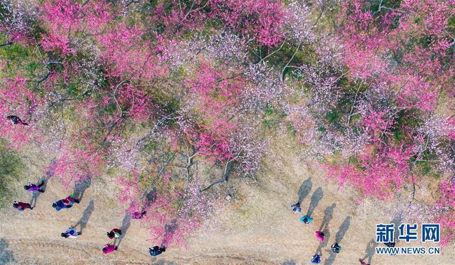 “十里桃花”醉春風(fēng)