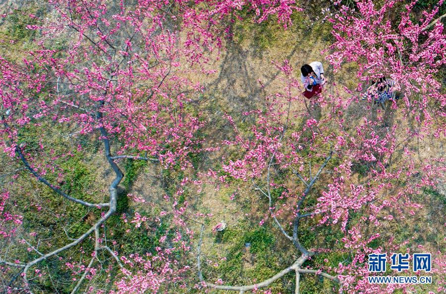 “十里桃花”醉春風(fēng)