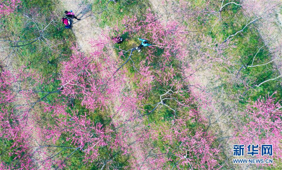 “十里桃花”醉春風(fēng)