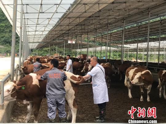 廣西牽住產(chǎn)業(yè)扶貧“牛鼻子”助推貧困地區(qū)開(kāi)通“致富快車”