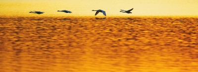  ,���l�ڳ���!���T�{�S�ӎ�^(q��)���Z����