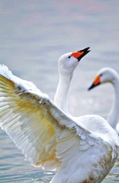  ,���l�ڳ���!���T�{�S�ӎ�^(q��)���Z����