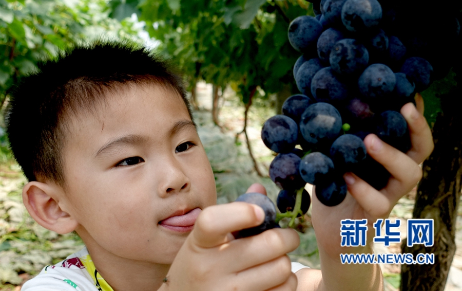 河南夏邑:葡萄熟了,游客樂(lè)了 河南夏邑:葡萄熟了,游客樂(lè)了
