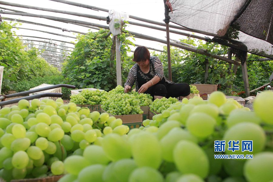 ���σ�(n��i)�S:��ɫ�Nֲ��������(zh��n)��ؚ