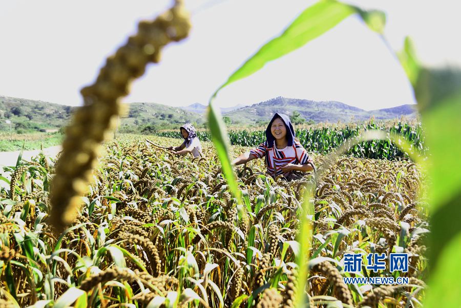 河南林州:金秋時(shí)節(jié) 谷子飄香 河南林州:金秋時(shí)節(jié) 谷子飄香