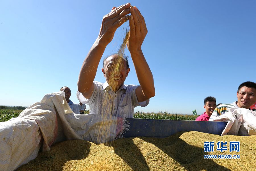 河南林州:金秋時(shí)節(jié) 谷子飄香 河南林州:金秋時(shí)節(jié) 谷子飄香