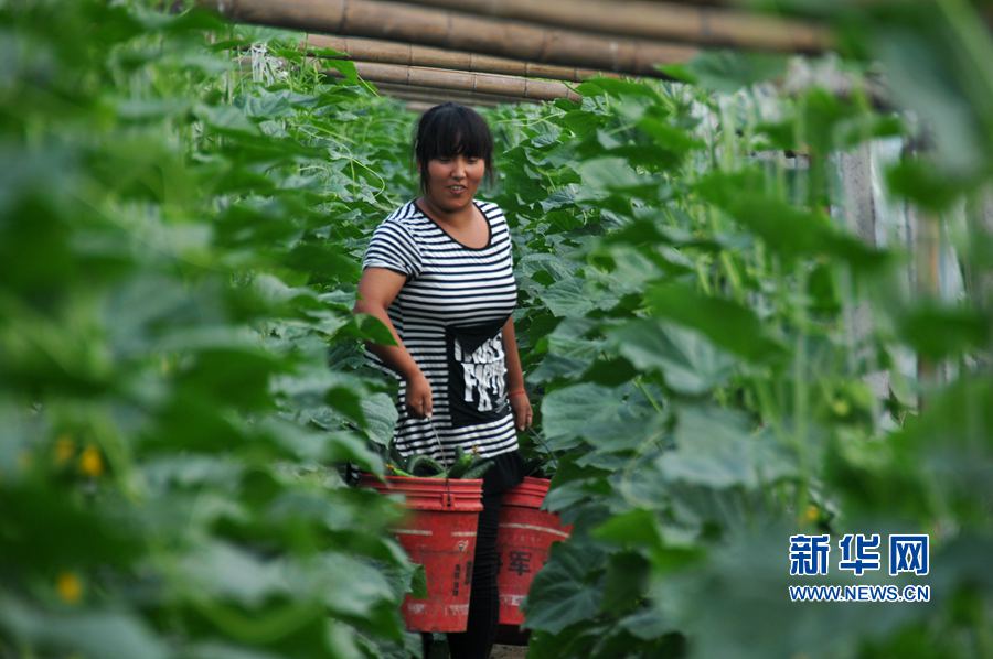 ���σ�(n��i)�S:�߲˲��չ���(y��ng)��(ji��)���Ј�(ch��ng)