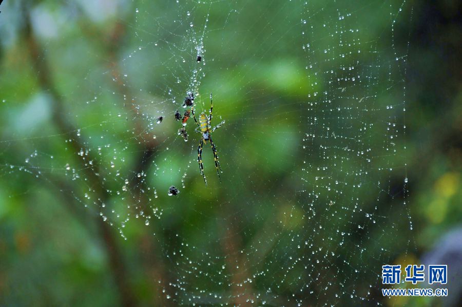 ����d�d �y�鴮��