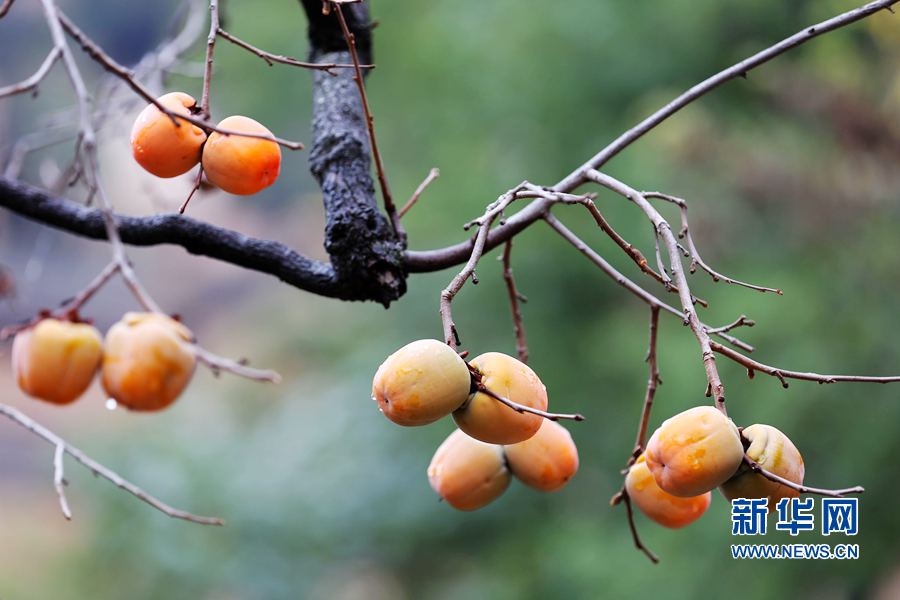 ˪����:̫�����Ӽtͮͮ