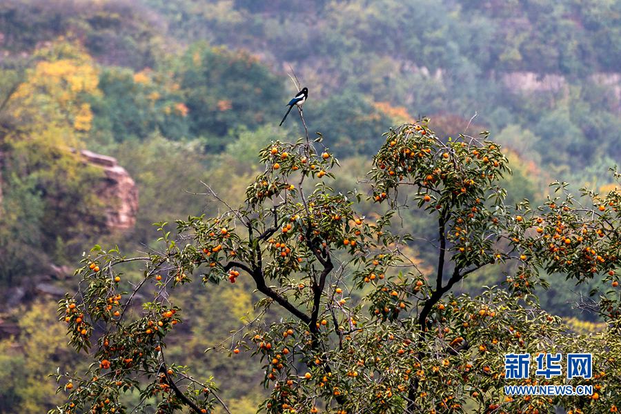 ��������:֦�^ϲ�o�[ ̫�����Ӽt