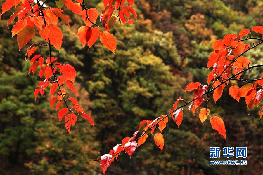 ���(��i)����ɽ��һĨ�t