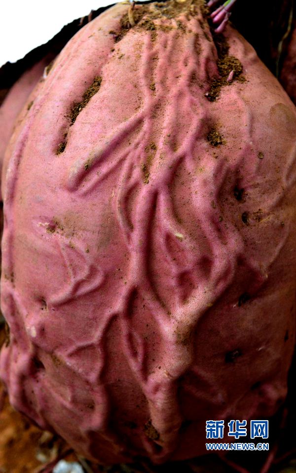 �t�������ޡ�,���ߞ���