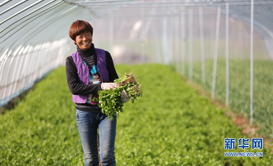 河南武陟:貧困戶的致富夢 河南武陟:貧困戶的致富夢