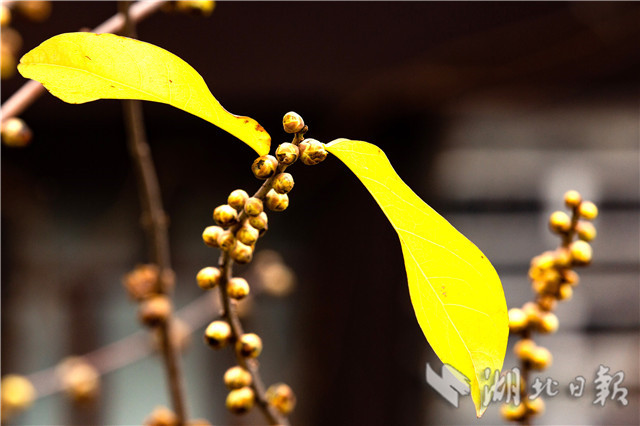 12��26�գ��ں������w��ԭ���ﾰ�^(q��)��ԭ���(n��i)�Ĕz��Ϟ÷��