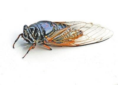 ���Ϡ����̌O�ӿ��D�R(sh��)�� ���ڷ���Ц���W(w��ng)��