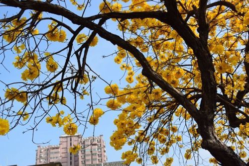 �p���� �_���S���L(f��ng)�ľʢ�_�Ҵ�����Ļ