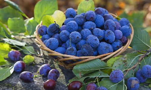 �X�׽�������������@15�N��Ȼʳ������a�X��