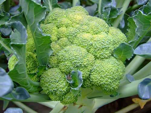 �X�׽������ˣ�����@15�N��Ȼʳ������a�X��