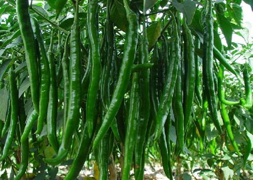 �X�׽�������������@15�N��Ȼʳ������a�X��