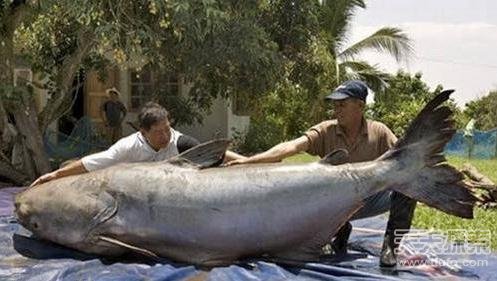 �L(zh��ng)Ҋ�R(sh��)����������ʮ��ֻ���ľޟo�Ԅ�(d��ng)��