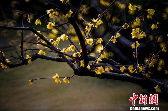 �Ͼ��ɽ�L(f��ng)���^(q��)��(n��i)��Ϟ÷��÷�����p÷���G�����������ա���÷�� �z