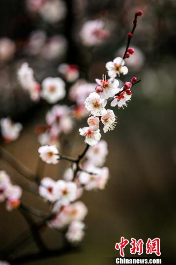 ������²��_��÷������������ͺ������ţ���¶�ҷ�����÷�� �z