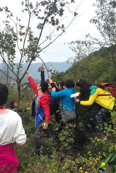 北京7萬人赴香山賞紅葉 路堵難行亂象多(圖)