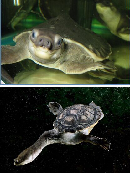 印尼海關(guān)查獲4600多只走私中國(guó)珍稀海龜 險(xiǎn)被吃或入藥