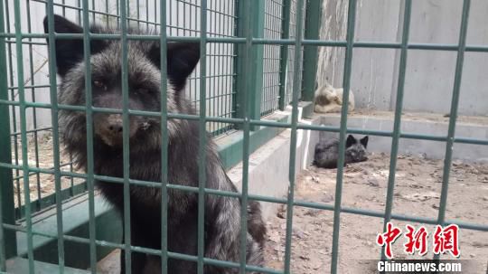 ���֫@�ȵķ�����(d��ng)�����ڱ�����Ұ����(d��ng)����o(h��)���Ľ��ܿ���(f��)��B(y��ng)��Ŀǰ�ѱ��ͻ�ԭ�B(y��ng)ֳ��(ch��ng)���D���ڸ��x�\��ĺ�؂�����Ǻ��� �z