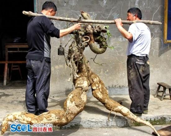 �Ĵ������ڳ����Ρ����ܸ���� �����_(d��)250��