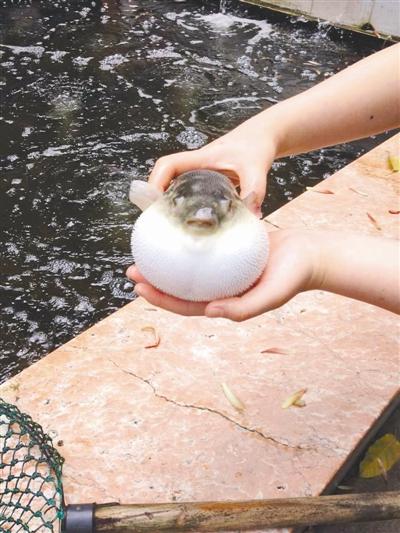 國內(nèi)河豚禁令或?qū)⒎砰_ 曾有地下食客吃進(jìn)ICU