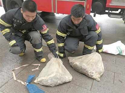 六七十條蛇突現(xiàn)武漢街頭嚇壞市民 將分批放生