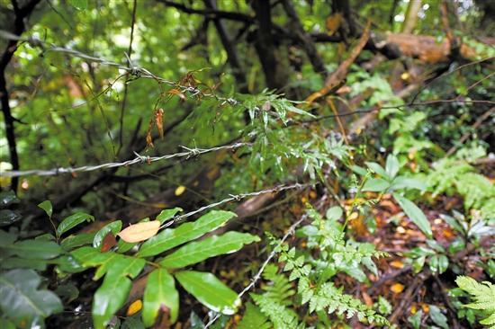 ���ų������܇����F�z�W(w��ng)���o(h��)����߀����͵�I�߷�Խ�o(h��)���ƉĘ���