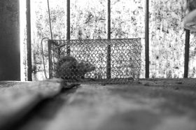 6��16�����L(zh��ng)ɳ���dС�^(q��)�������u�˵ĺ��������Ȼ��һֻ���P(gu��n)�ڻ\�����