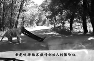 網(wǎng)傳八達嶺動物園白虎咬掉轎車前杠 園方:謠言
