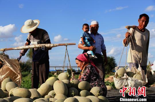 新疆哈密瓜迎采摘旺季內(nèi)地客商搶購忙(組圖)