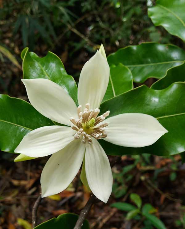 �L��ľ�m��