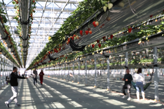 4��4�����ο������u�G�ִ��r(n��ng)�I(y��)�Ƽ����޹�˾�Ĳ�ݮ���������e��ժ�����ܼ��յĘ�Ȥ��(���M(j��n)�� �z13)�Ԓ13854260100.JPG