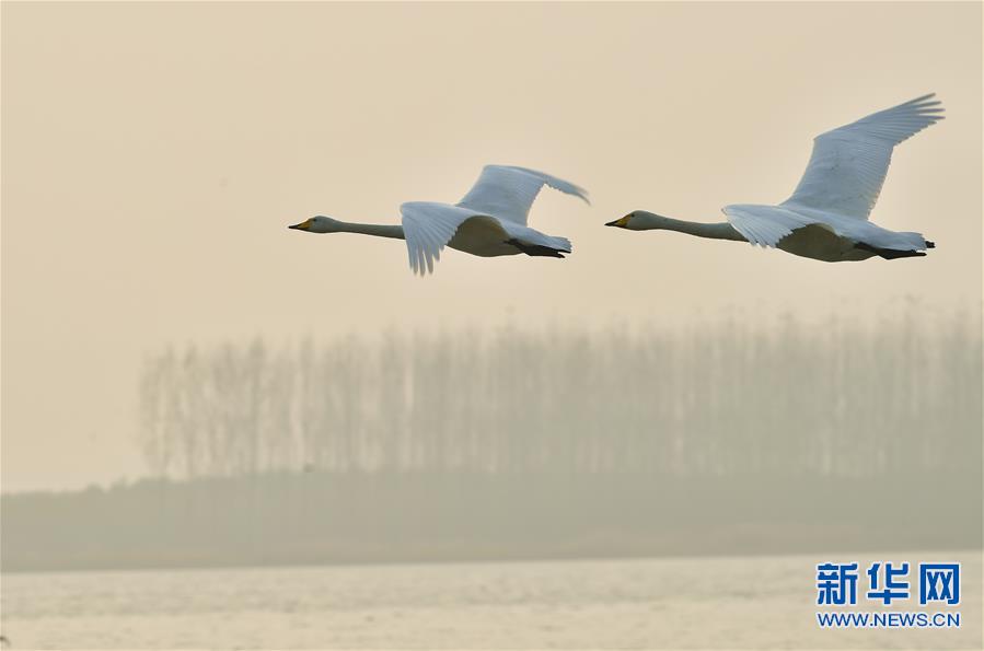 �f�����Z��ƽꑡ������Ї������Z֮�l(xi��ng)�����Lӛ