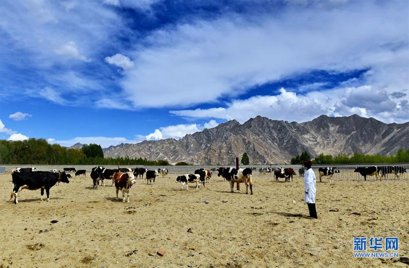 養(yǎng)殖奶牛助民增收